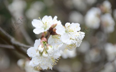 樱桃花图片