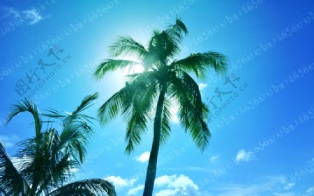 阳光椰树蓝天图片
