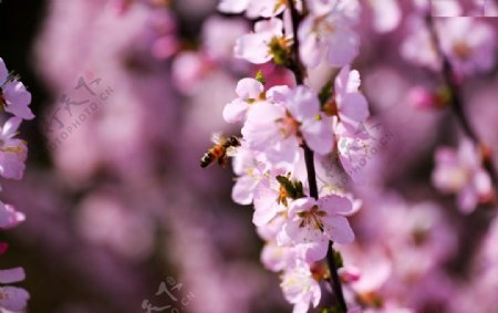 蜂戏花朵图片