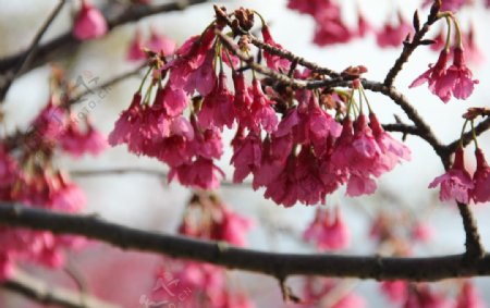 永福樱花图片