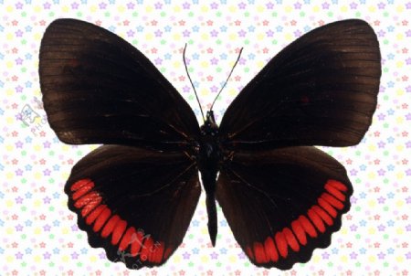 黑色红条斑蝴蝶图片