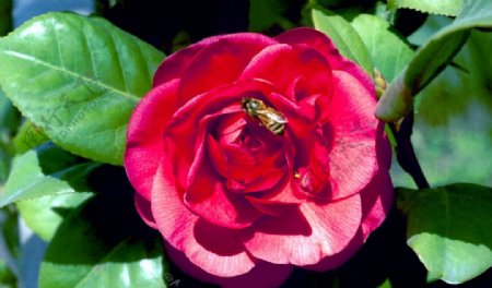 红花上是蜜蜂图片