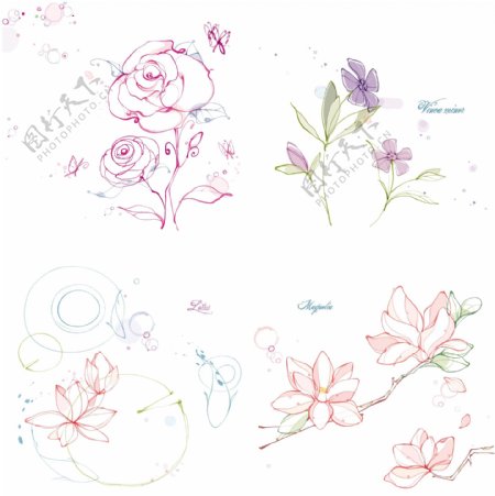 淡雅花卉素材4种图片