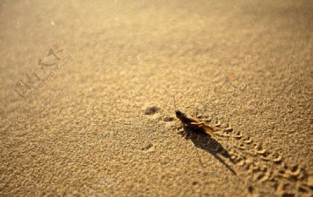 沙漠里的蚂蚱图片