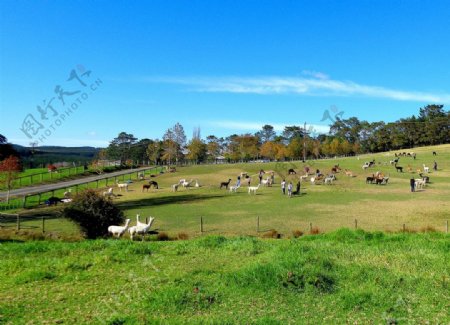 新西兰牧场风景图片