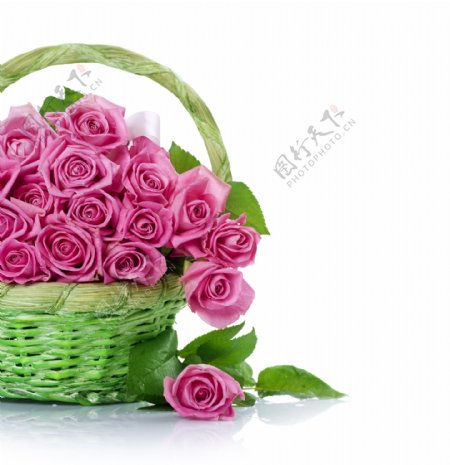 漂亮的粉色玫瑰花图片