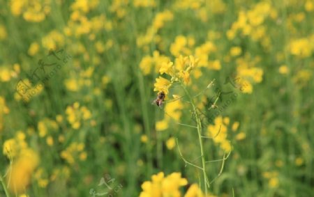 油菜花丛的蜜蜂图片