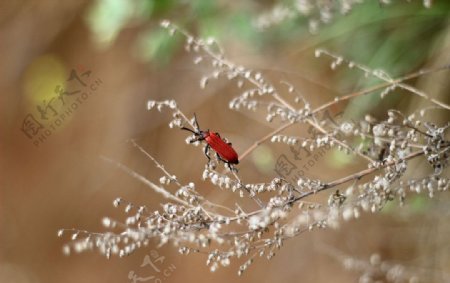 红色甲壳虫图片