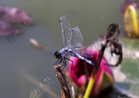 蜻蜓图片