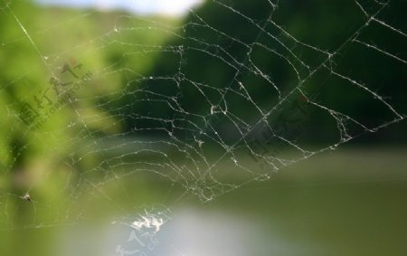 蜘蛛和蜘蛛网图片