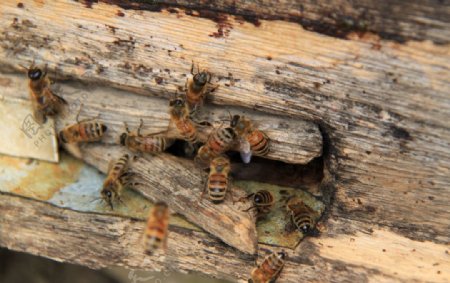 蜜蜂蜂蜜采蜜图片