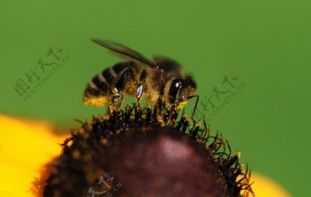 采蜜的小蜜蜂图片