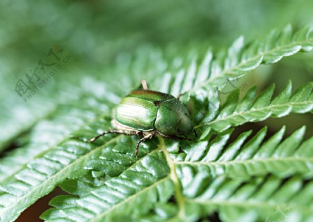 绿甲虫图片