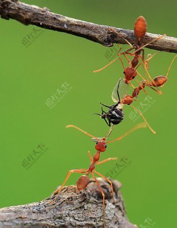 三只蚂蚁接力运输食物图片