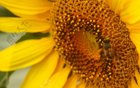 蜜蜂向日葵特写图片