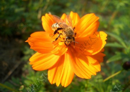 蜜蜂採蜜图片