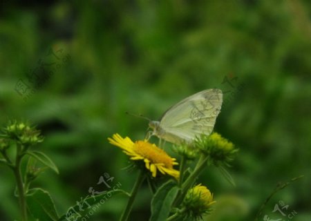 黄花粉蝴蝶图片