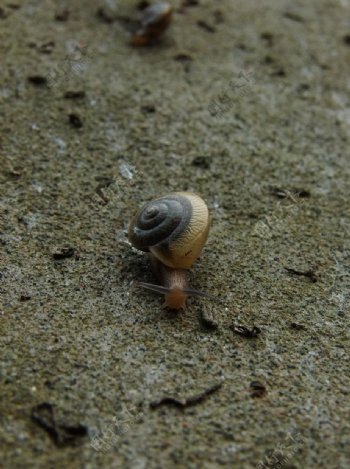 蜗牛岩石蜗牛图片