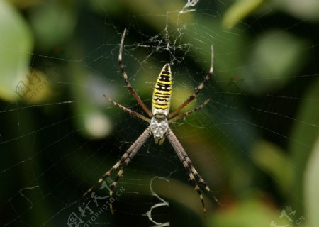 蜘蛛横纹金蛛图片