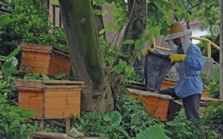 养蜂人家图片