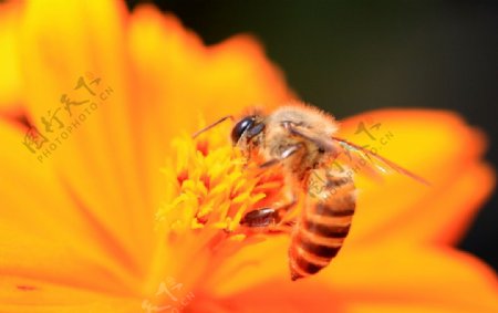 蜂兒採蜜图片