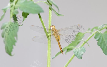 蜻蜓昆虫生物图片
