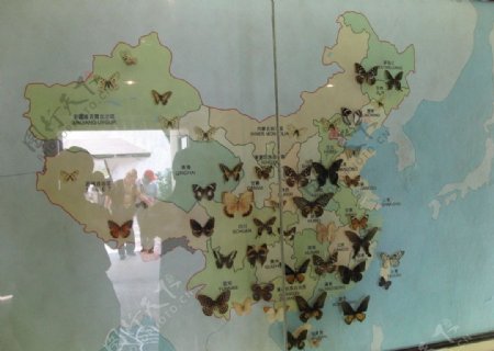中国蝴蝶分布图图片
