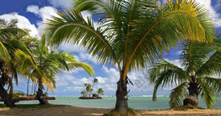 海岛椰风图片