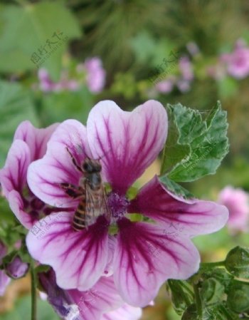 蜜蜂与紫花图片