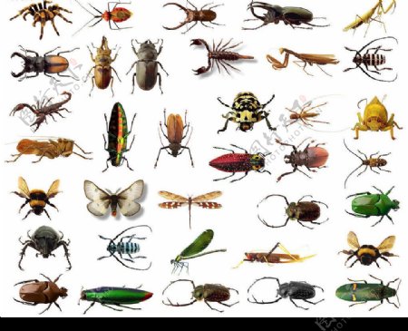 昆虫图集图片