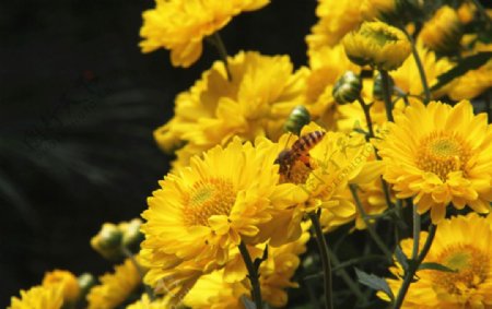 蜜蜂与菊花图片