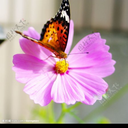 花上的蝴蝶图片