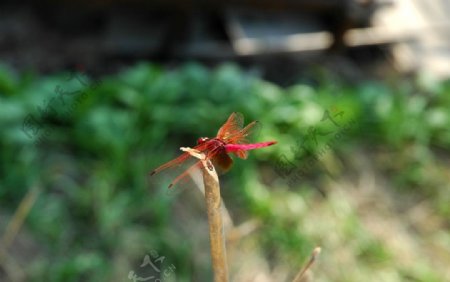 阳光下的蜻蜓图片