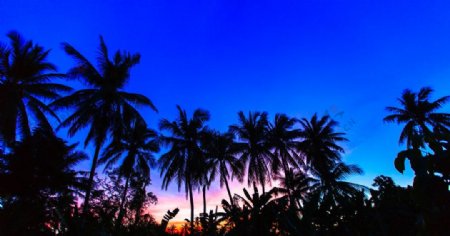 马来西亚黄昏与椰子图片