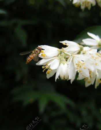 蜜蜂采蜜的瞬间图片