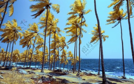 科瓦兰海滩图片
