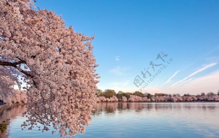 华盛顿樱花图片