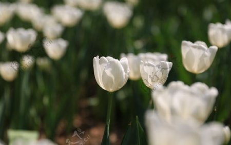 郁金香花海图片