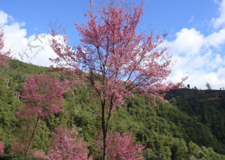 樱花图片