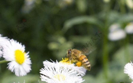 蜜蜂和野菊花图片