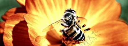 死了的蜜蜂图片