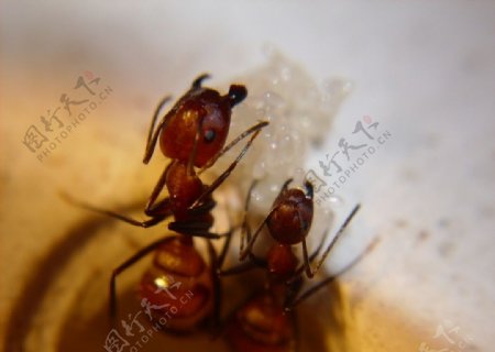 尼科巴弓背蚁图片