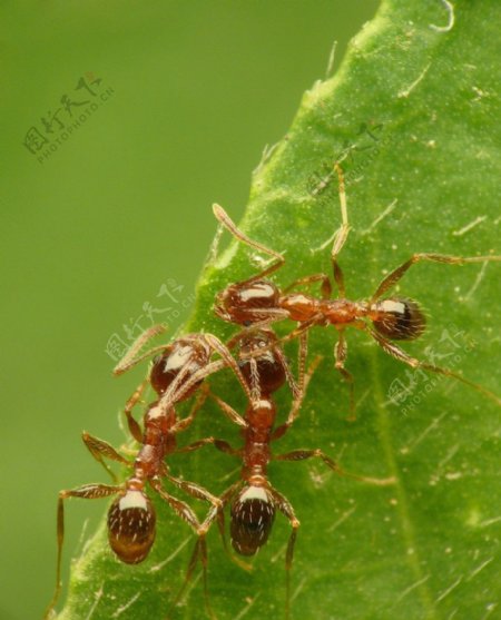 高清蚂蚁图片