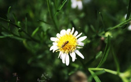 蜜蜂和雏菊图片
