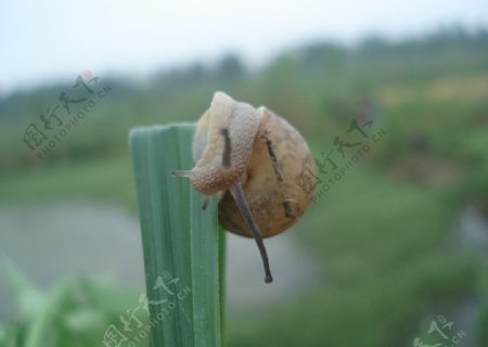 郁闷的蜗牛图片