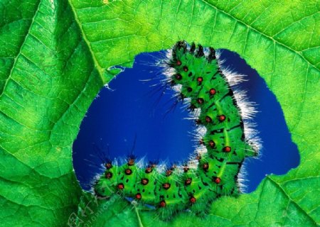 绿叶虫子图片