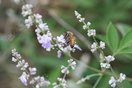 荆条花与蜜蜂图片