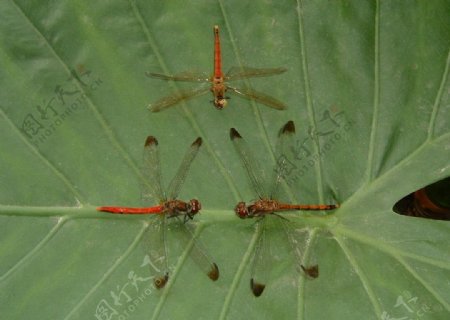 蜻蜓三种图片