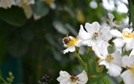 荼蘼花上蜜蜂采蜜图片