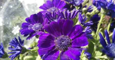 紫色花朵摄影图片
